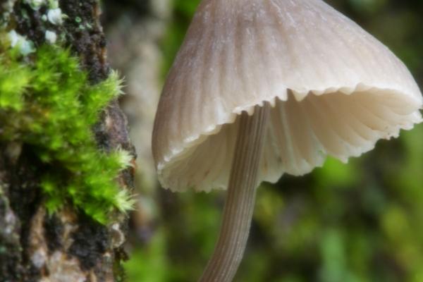 属兔的枕头下放什么最旺