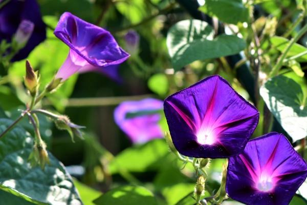 梦到猫生了好多小猫代表什么