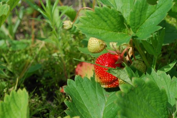 梦到了别人给我要账是什么预兆