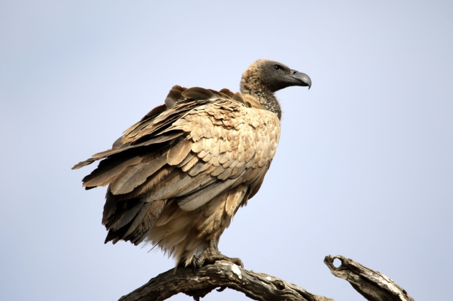 梦到了在泥里有什么预兆