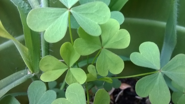 梦到手机被老师没收是什么预兆