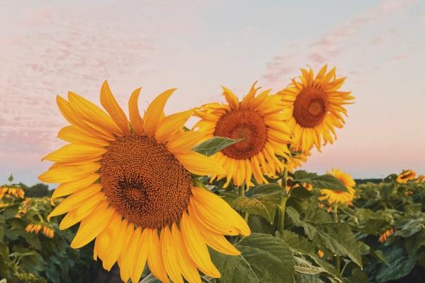 梦到捉燕子预示什么