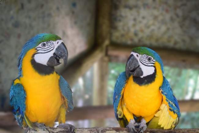 2026生肖蛇双喜临门