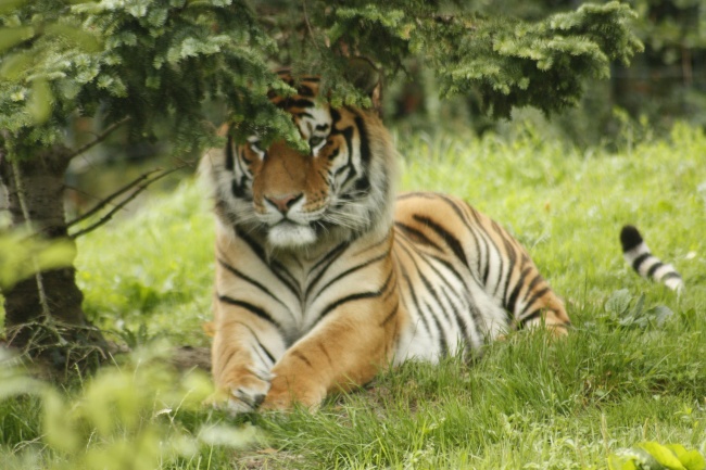 81年属鸡女后半生孤独吗