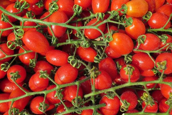 1982属狗二婚最终归宿