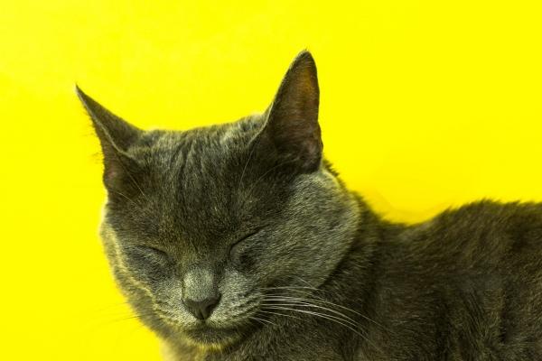 属狗人最容易爱上谁