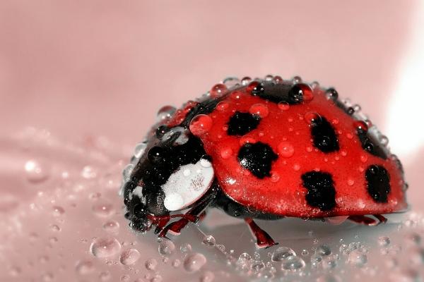 什么生肖看不起属蛇的人