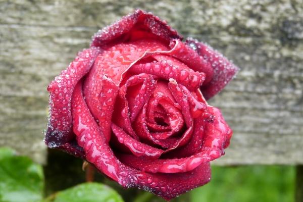 梦到了尖嘴鱼意味着什么