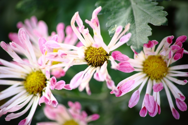 78属马女2026年运势