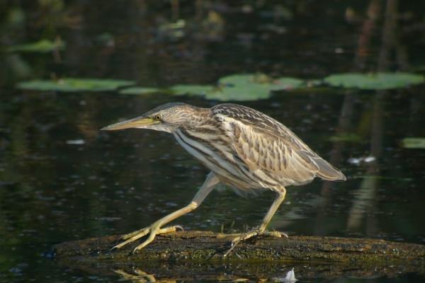 属牛人出生几月命硬