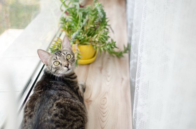 梦到拾到项链是吉兆吗?