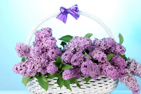 2026年属虎大难已过吗