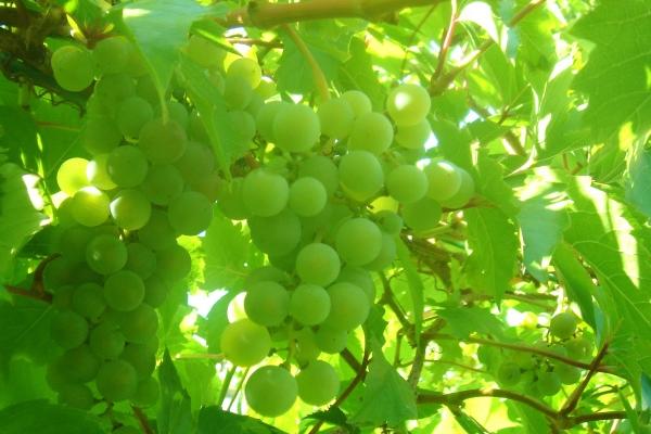 2026年属马大难已过吗