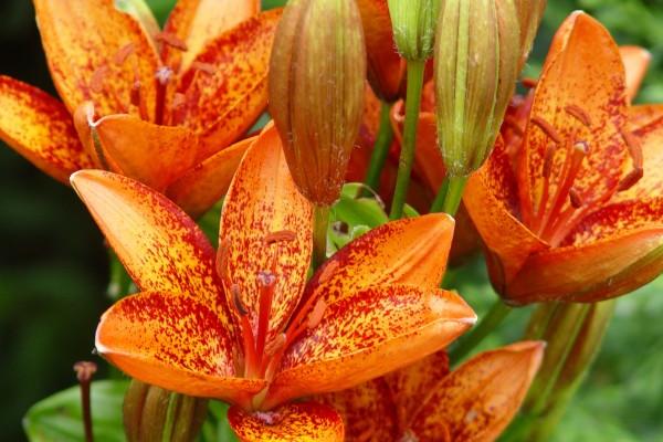 属猴人出生几月命硬