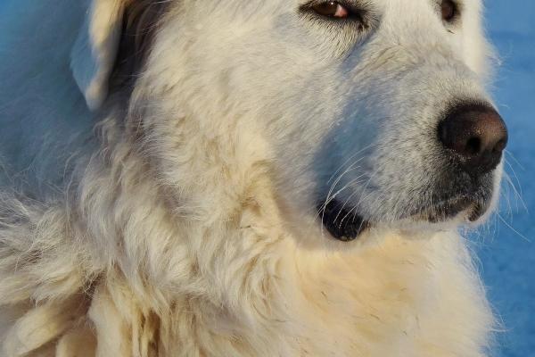 属兔人2025年下半年运势，属兔今年下半年运气如何