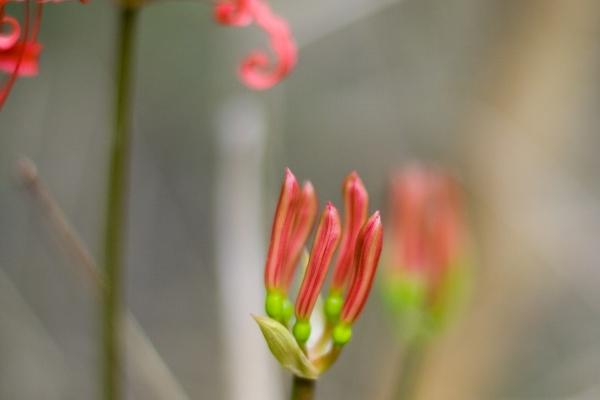 属虎人出生几月命硬