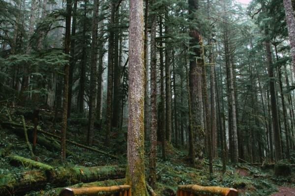 1971年属猪2026年运势