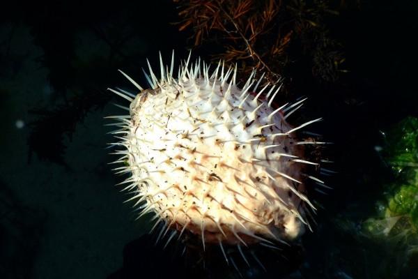 84年属鼠男2026年感情运势，84年属鼠男2026的情感状况