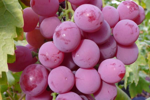 五两二算小富还是大富