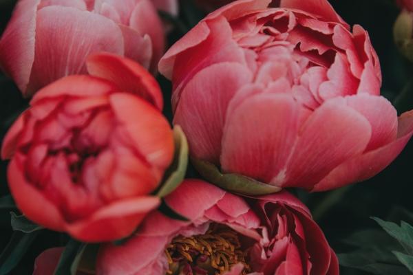 属羊人2025会添喜事吗