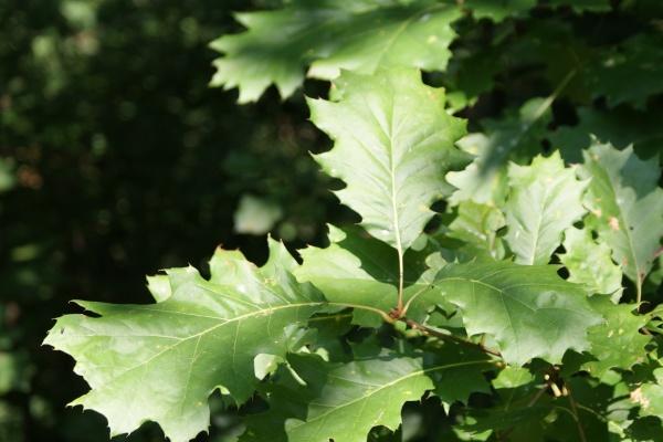 梦到分路有什么意义吗