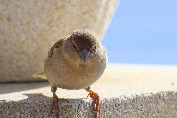 凤凰最旺三个属相