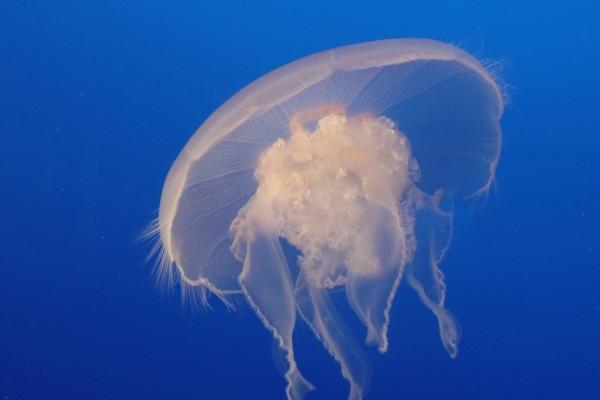 1988年是土龙还是木龙