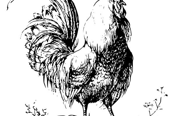 女孩属鸡亥时是啥命