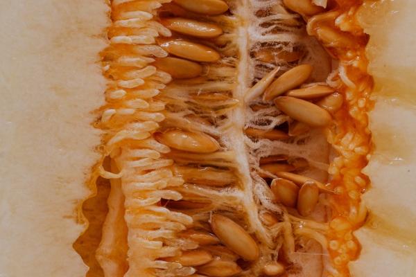 生肖牛2026年会遇到什么灾难