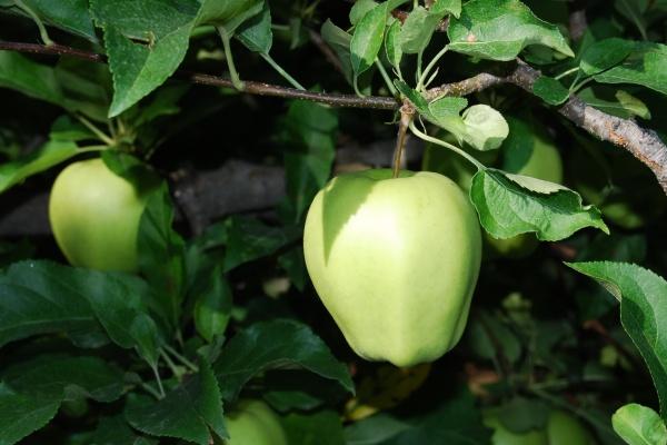 1990年属马的2026全年运势