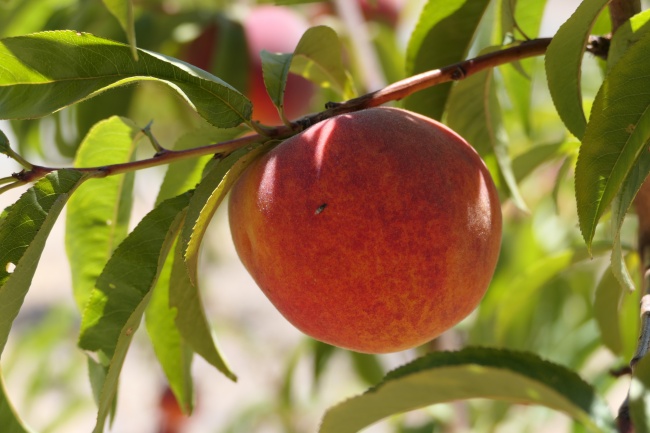 1988年属龙人2026全年运势