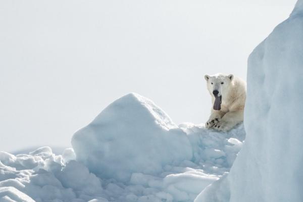属虎2026年运势大揭秘