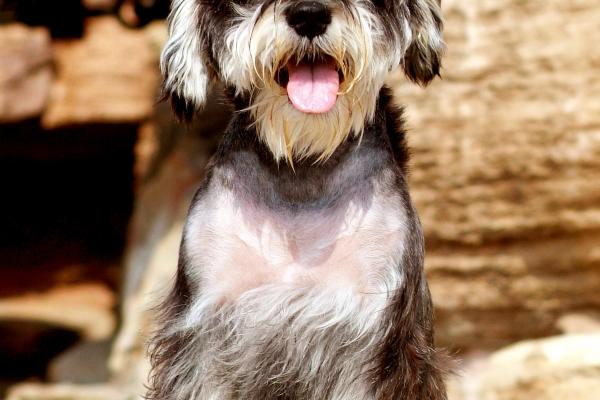 83年猪男2026全年运势