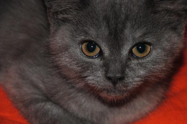 77年蛇2026全年运势