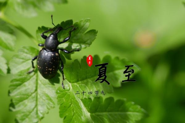 羊和鼠在一起谁带财