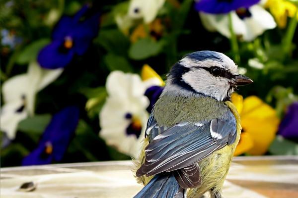 属猴人2026年盖房好吗吉利吗，2026年属猴人盖房最佳时间