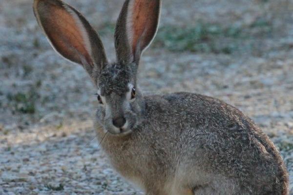 2026年属狗人的全年运势