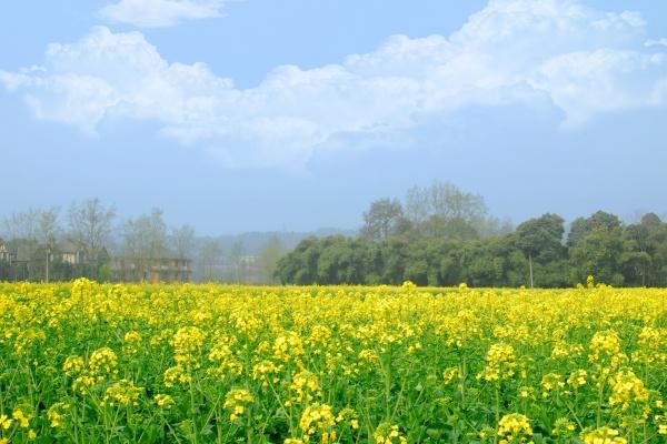 属兔人2026年怎么提升运气