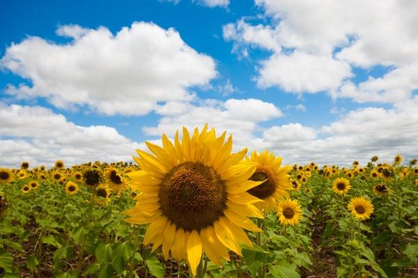 12生肖今日运势详解（2025.10.21）