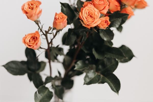 2026年猪如何旺桃花