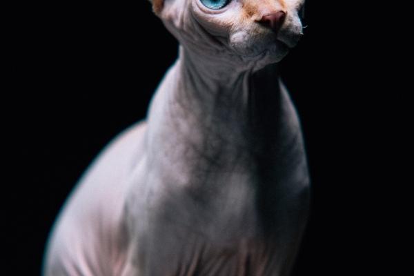 1989年属蛇2026会遇到真爱吗