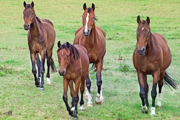 2026属牛的贵人和小人是谁