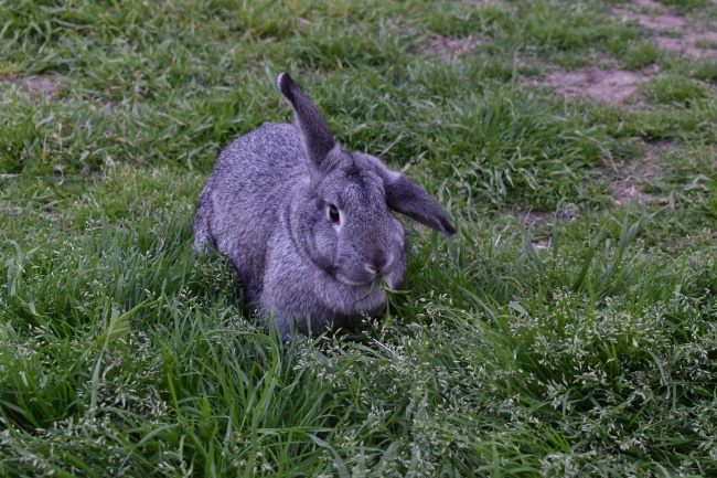 属猪的用什么床单最旺，属猪人被子最吉利的颜色