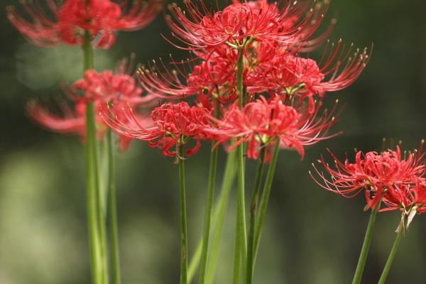 2026年属蛇的能过生日吗,蛇过生日注意事项