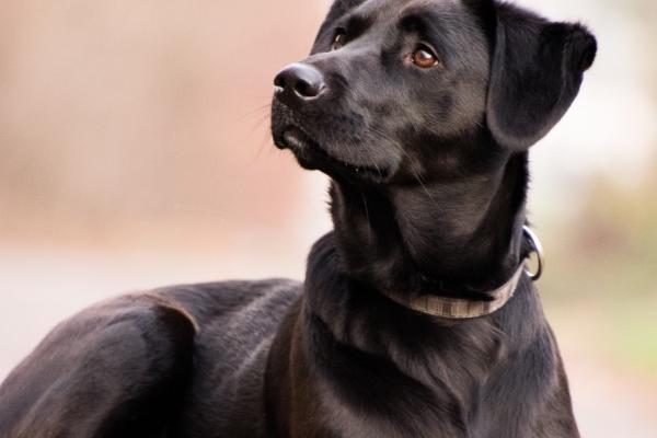 2026属鸡的贵人和小人是谁