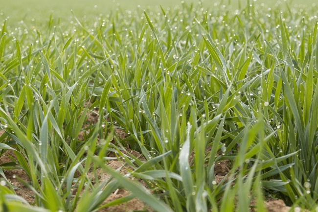 属虎2026年有大喜缠身