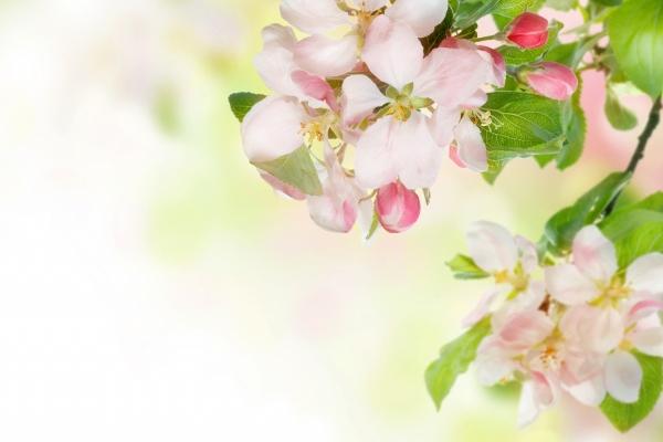 2026属猴的大忌颜色