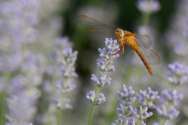 最旺属马的贵人是谁