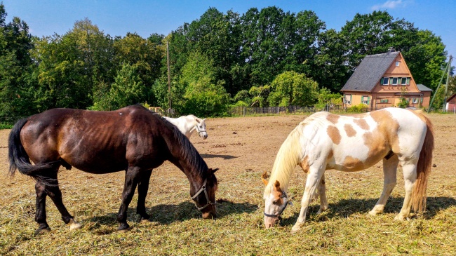 96鼠97牛在2026年可以结婚吗