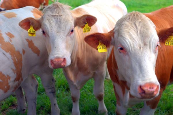 2026年谁会帮属鸡的人,谁是生肖鸡的贵人